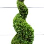 Immergrüne Thuja Smaragd Spirale im Topf, ca. 140-150 cm hoch, ideal als Gartenbonsai.