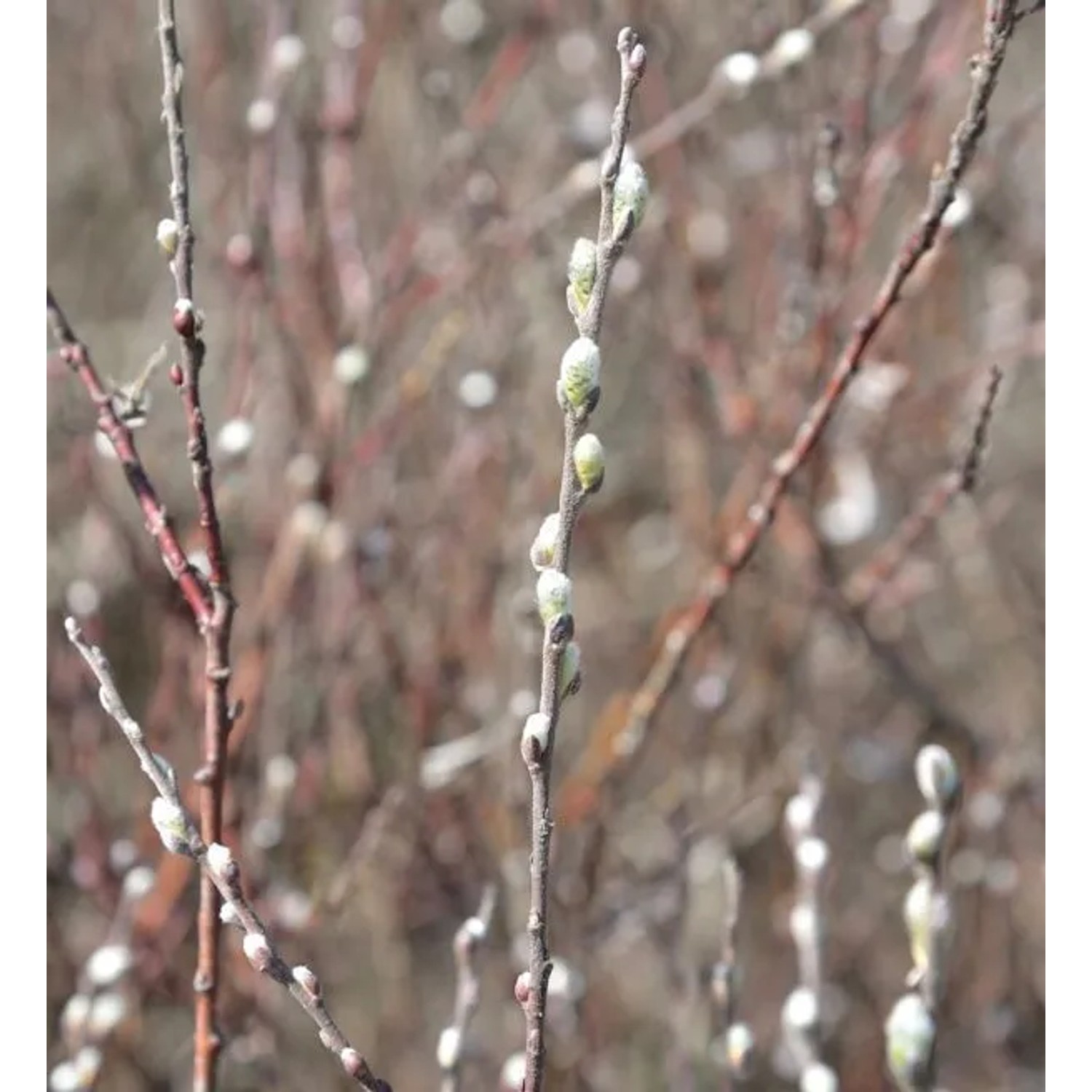 Silber Kriechweide 125-150cm - Salix repens