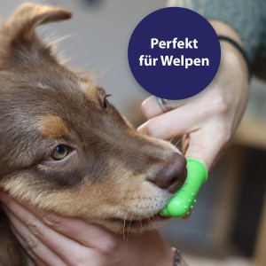 Anwendung der Canosept Finger-Bürste zur Hunde-Zahnpflege bei einem braunen Hund.
