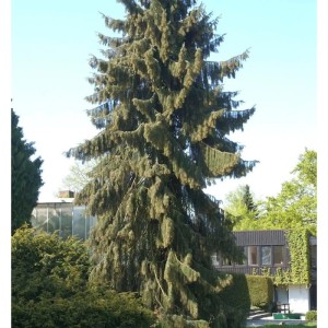 Mähnenfichte (Picea breweriana), ca. 50-60 cm hoch, im Garten.