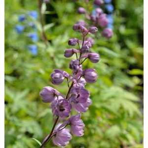 Rittersporn New Millennium Dusky Maidens - Delphinium