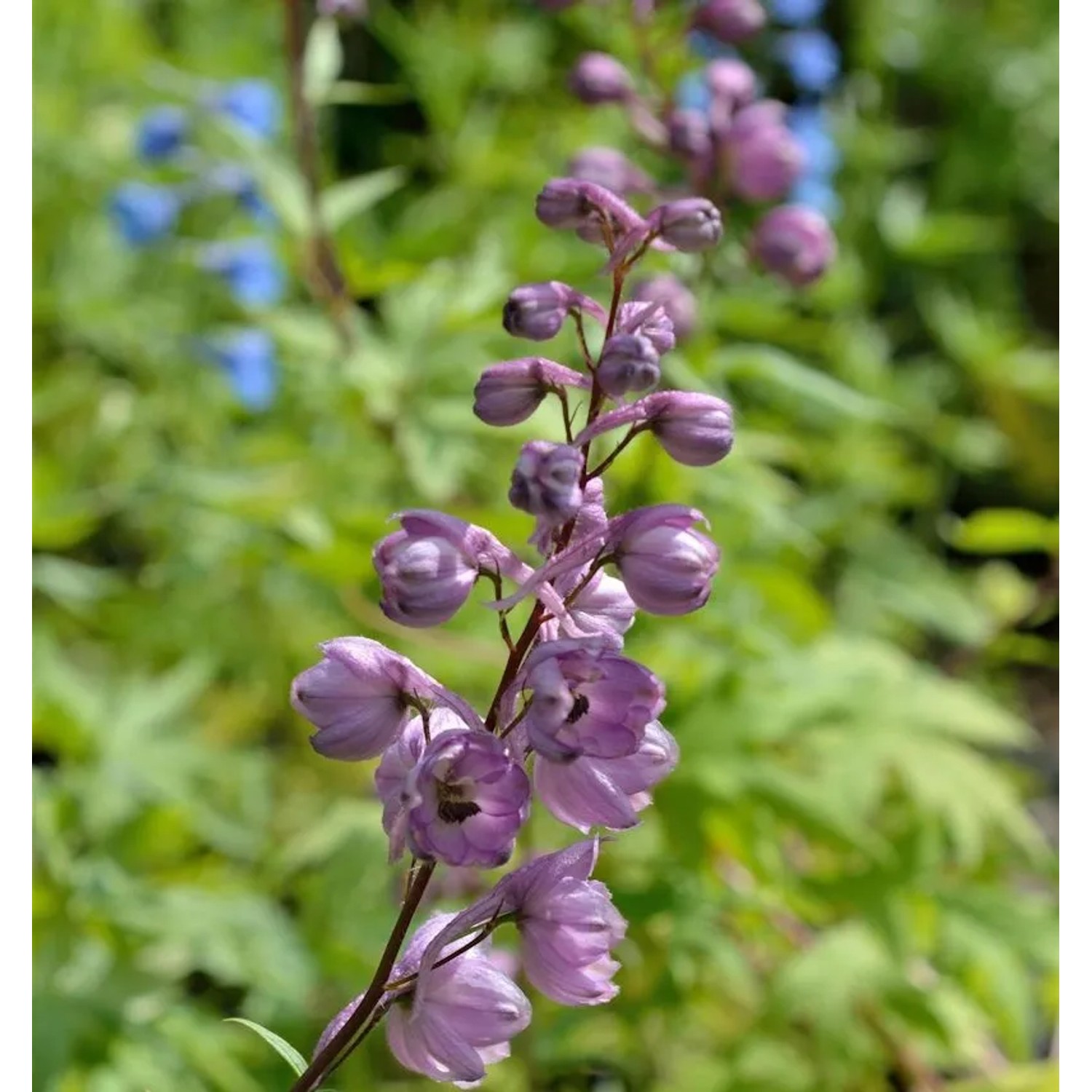 Rittersporn New Millennium Dusky Maidens - Delphinium günstig online kaufen