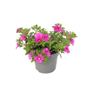 Set aus 3 rosa Zauberglöckchen (Calibrachoa) im 12cm Topf, ideal für Hängekörbe.