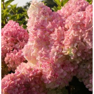 Hochstamm Rispenhortensie Vanille Fraise 60-80cm - Hydrangea paniculata