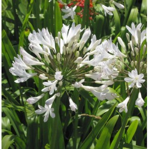 Nahaufnahme der weißen Blütenstände einer Liebesblume (Schmucklilie) im Topf.