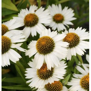 Nahaufnahme des weißen Sonnenhuts 'Virgin' (Echinacea purpurea) mit gelber Mitte.