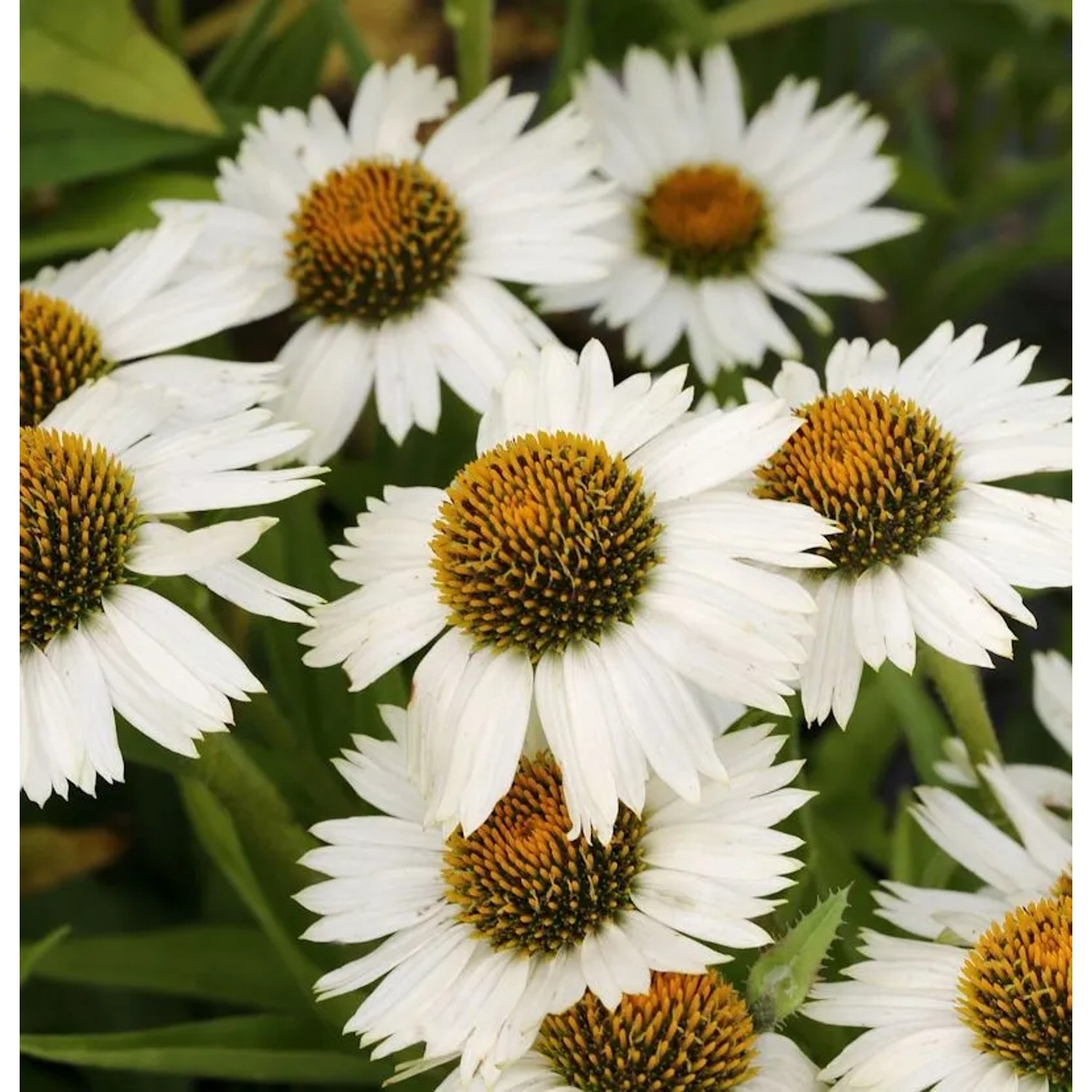 Sonnenhut Virgin - Echinacea purpurea