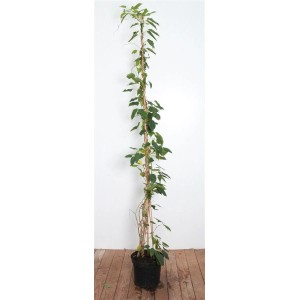 Aufrecht wachsende, männliche Kiwi-Pflanze (Actinidia chinensis 'Male') im Topf, Höhe 100-150 cm.