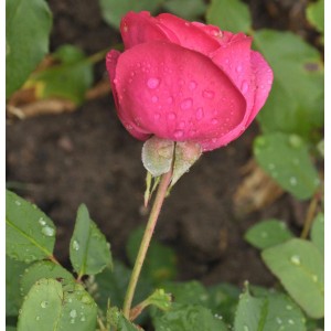Nahaufnahme einer rosa Floribundarose Planten un Blomen mit Wassertropfen.