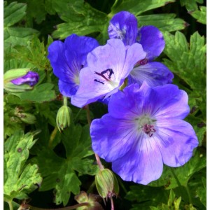 Nahaufnahme des blau-violetten Storchenschnabel Buxtons Blue (Geranium wallichianum).