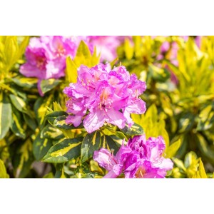 Rosa blühender Rhododendron Goldflimmer mit gelb-grün panaschierten Blättern.