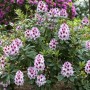 Rosa Rhododendron Hybr. Cassata, 60–70 cm hoch, mit üppigen Blüten im Garten.