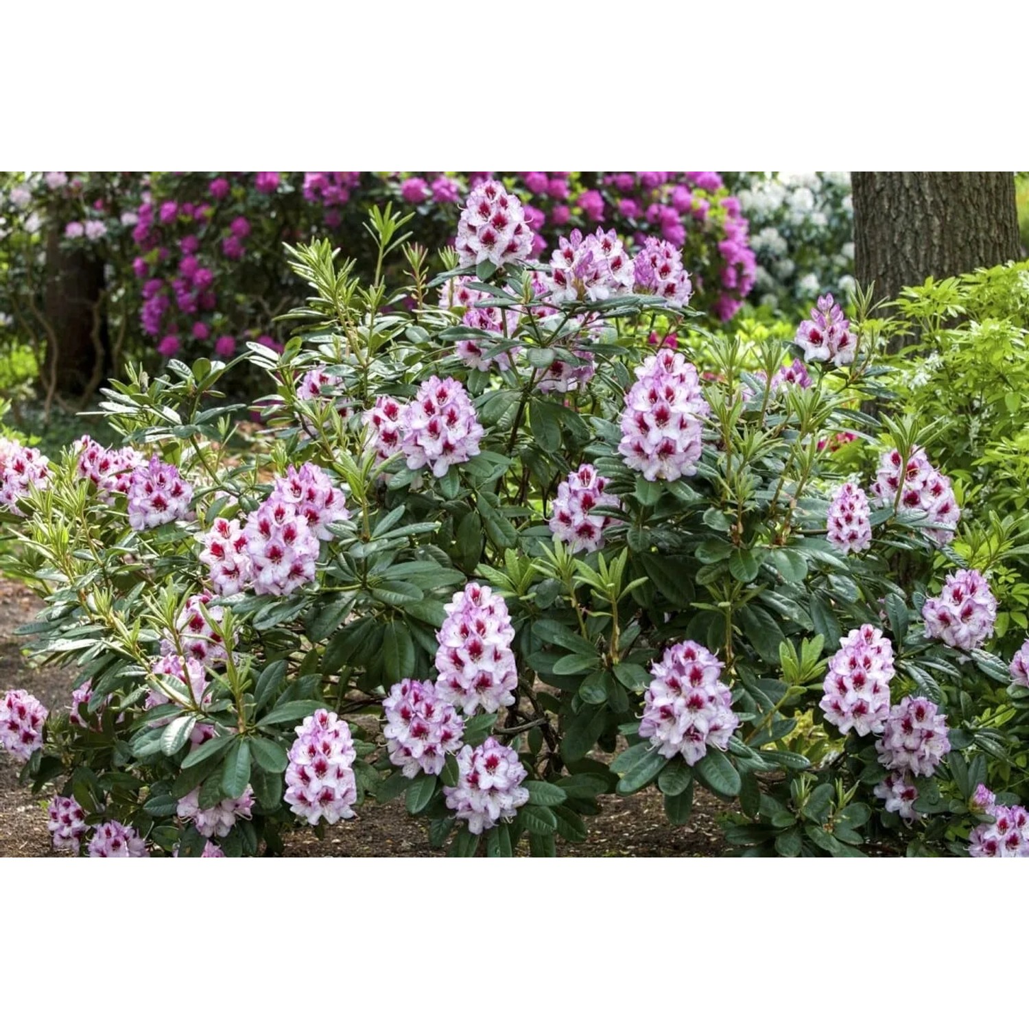 Rosa Rhododendron Hybr. Cassata, 60–70 cm hoch, mit üppigen Blüten im Garten.