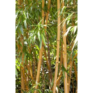 Gelber Bambus Phyllostachys Vivax Aureocaulis, 100-150 cm hoch, mit grünen Blättern.