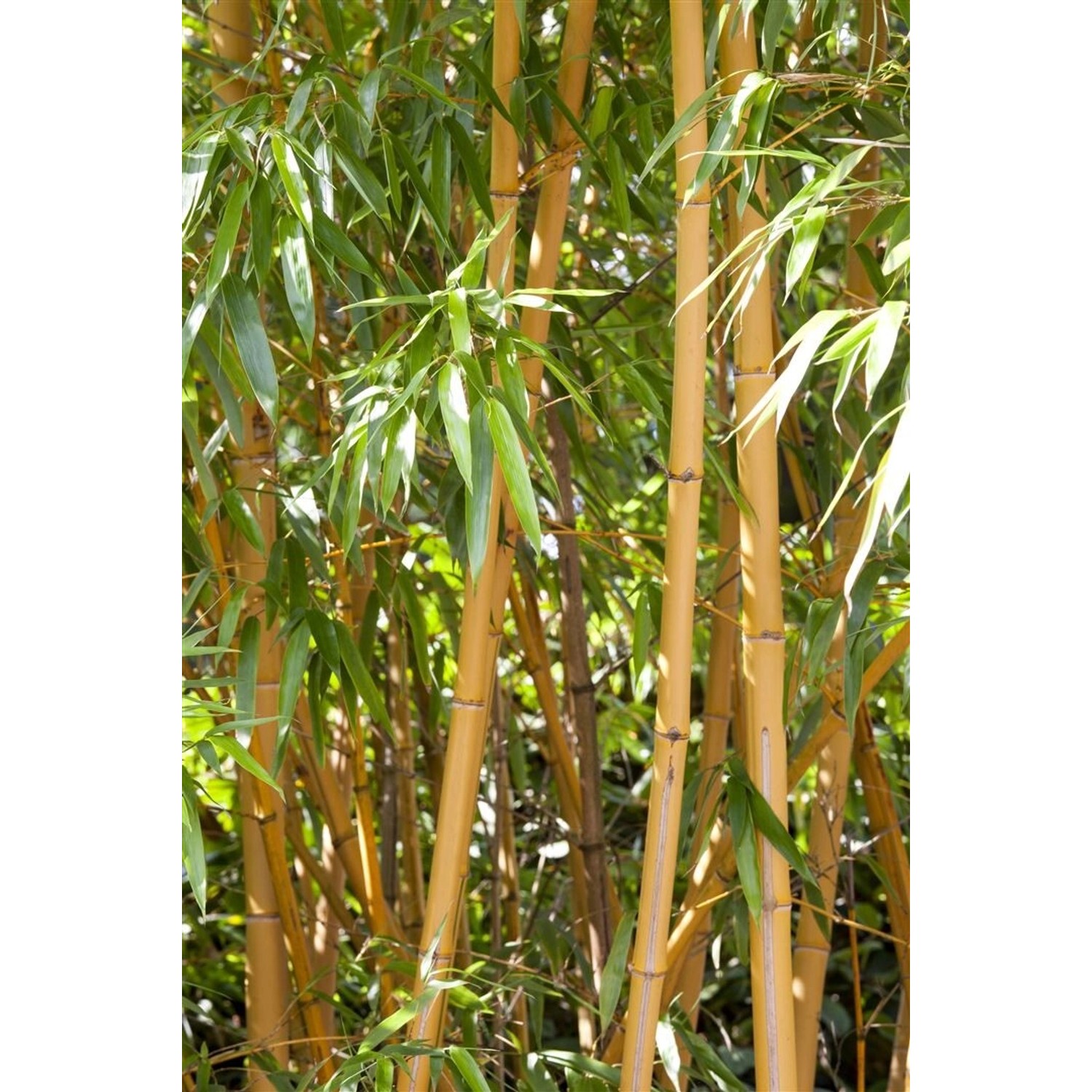 Phyllostachys Vivax Aureocaulis Bambus Gelb 100-150 cm günstig online kaufen