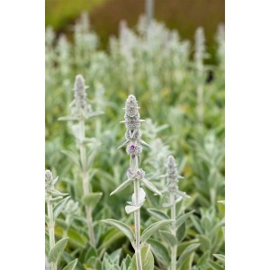 Silbriger Wollziest 'Silky Fleece' (Stachys Byzantina) im 9x9 cm Topf, ein attraktiver Bodendecker.