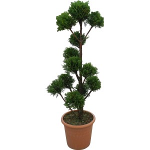 Formschnitt-Zypresse Pyramidalis im Topf, ca. 100-120 cm hoch.