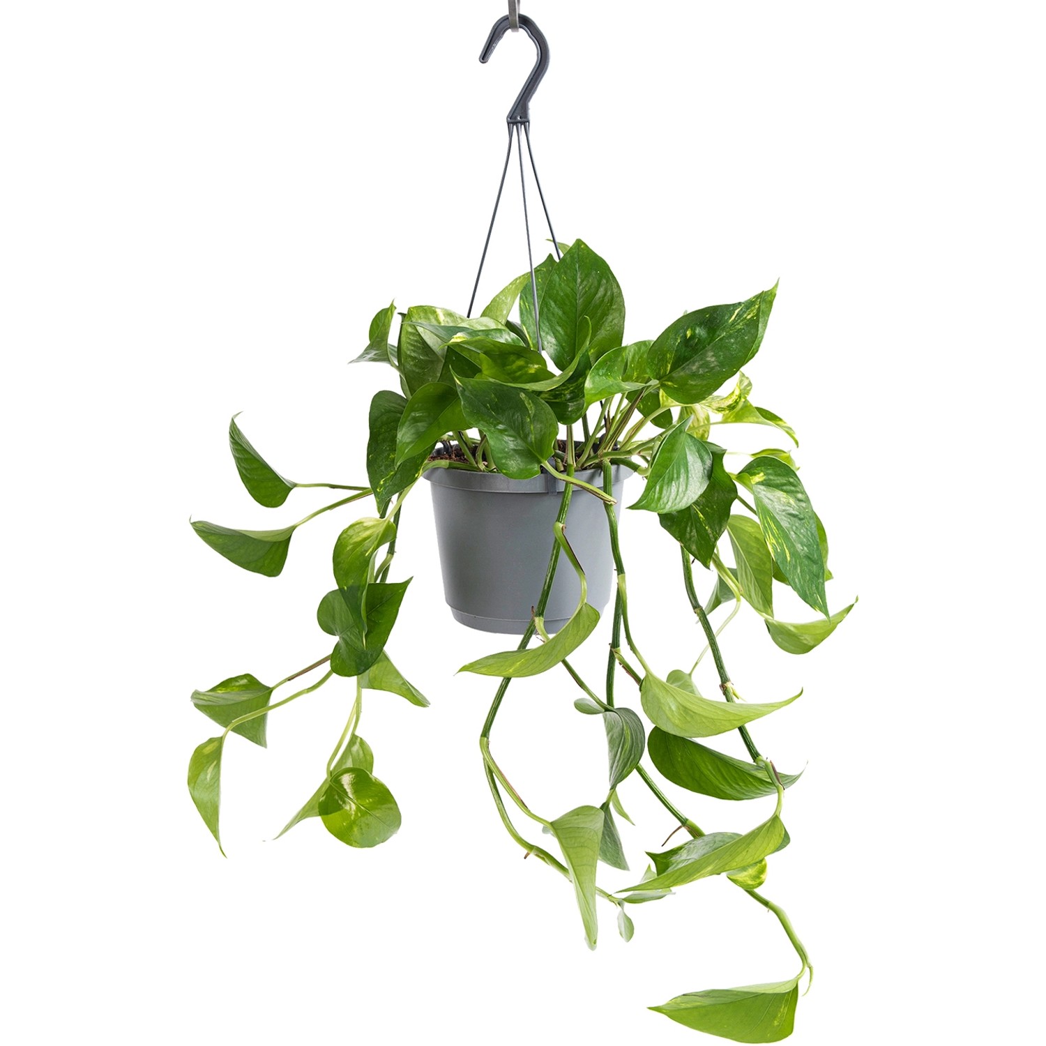 GROW by OBI Efeutute Aureum Topf-Ø ca. 17 cm Epipremnum Aureum günstig online kaufen