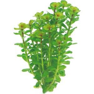 Dennerle Plants Rotala Indica Aquariumpflanze In-Vitro, grüne Wasserpflanze für das Aquarium.