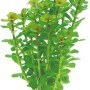 Dennerle Plants Rotala Indica Aquariumpflanze In-Vitro, grüne Wasserpflanze für das Aquarium.