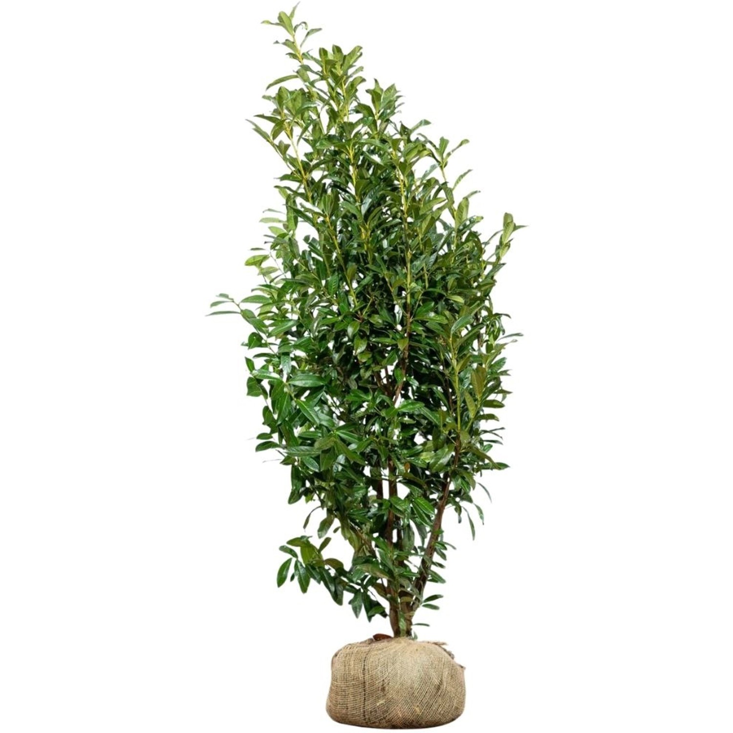 Kirschlorbeer Genolia Set à 8 Stück Höhe ca. 175 - 200 cm Prunus laurocerasus