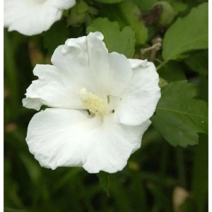 Nahaufnahme einer weißen Garteneibisch-Blüte (Hibiscus syriacus) mit grünen Blättern.