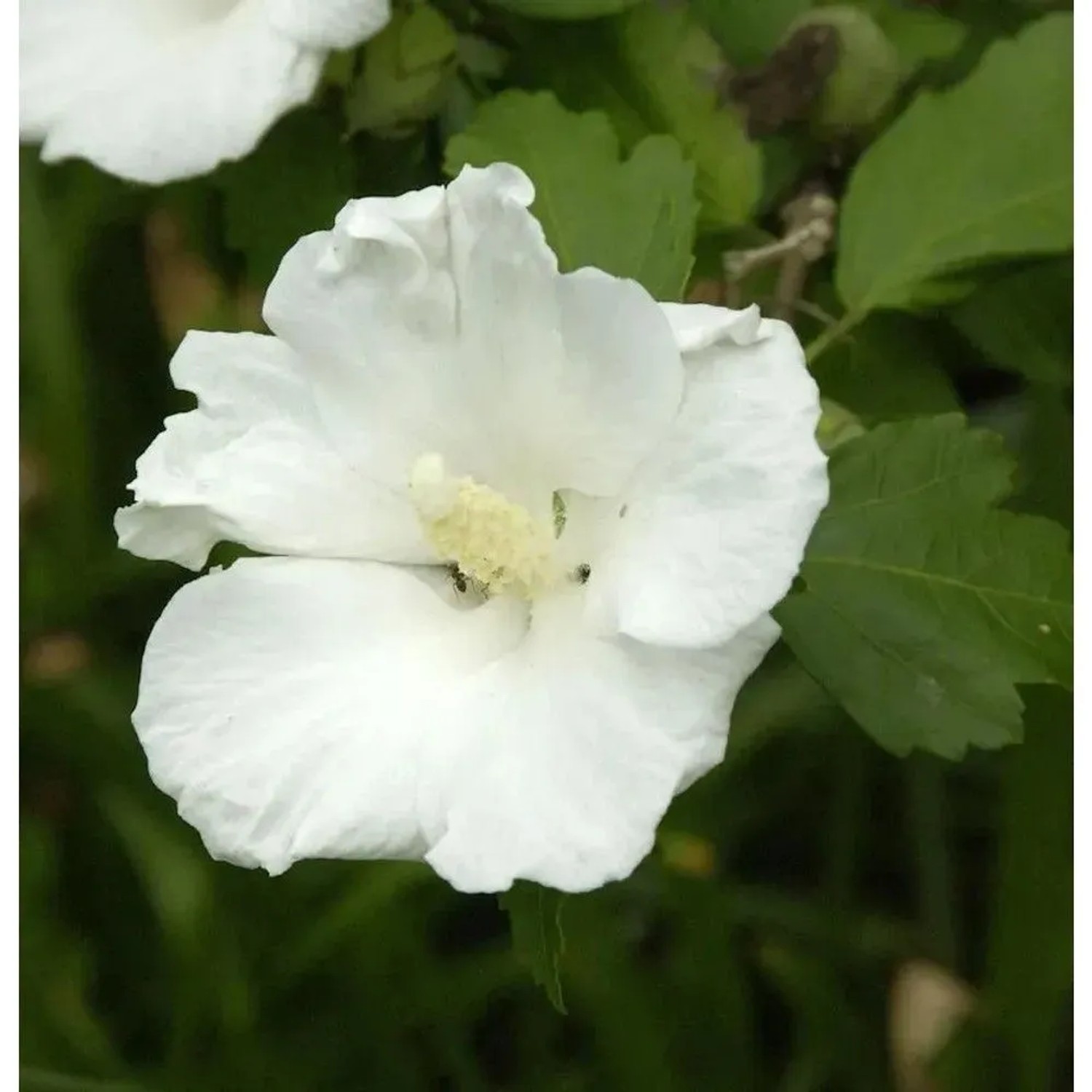 Hochstamm Garteneibisch Flower Tower White 80-100cm - Hibiscus syriacus