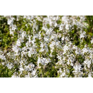 Blühender, weißer Ehrenpreis 'Blue Sheen' als Bodendecker im 9x9 cm Topf.