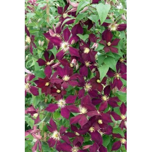 Italienische Waldrebe 'Mikelite' mit violetten Blüten, Kletterpflanze für Garten & Kübel.