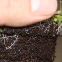 Detailaufnahme: Exotenherz Fleischfressende Pflanze Wasserschlauch im 9cm Topf.