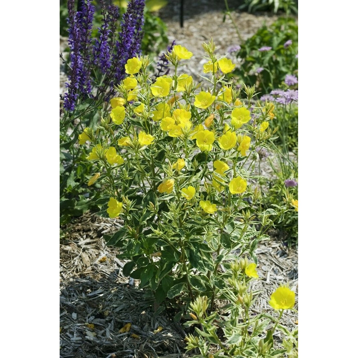 Oenothera Tetragona Schmalblättrige Nachtkerze Ca. 9x9 cm Topf günstig online kaufen