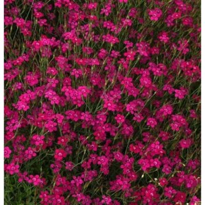 Blühende Heidennelke 'Brilliant' (Dianthus deltoides) mit leuchtend pinkfarbenen Blüten.