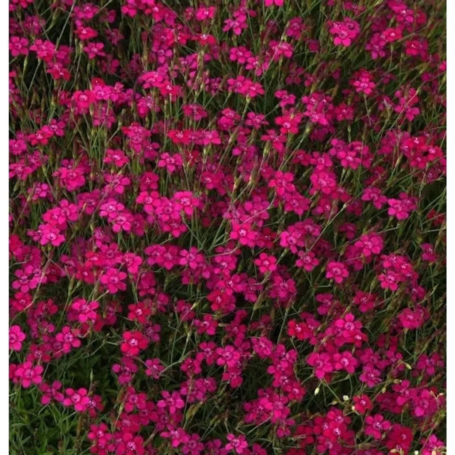 Heidennelke Brilliant - Dianthus deltoides