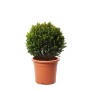 KENTIS Buxus Microphylla Faulkner H 50/60 cm Kugel Ø 35/40 cm Topf Ø 26 cm