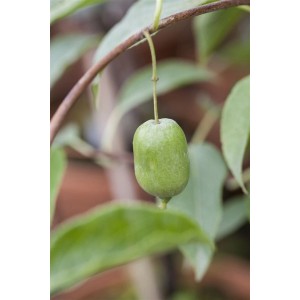 Nahaufnahme einer einzelnen, grünen Kiwi-Frucht der selbstfruchtenden Actinidia Arguta Issai.