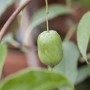 Nahaufnahme einer einzelnen, grünen Kiwi-Frucht der selbstfruchtenden Actinidia Arguta Issai.