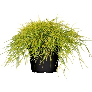 Gelbe Faden-Zypresse 'Sungold' im Topf, eine dekorative Zwergkonifere für Garten und Balkon.