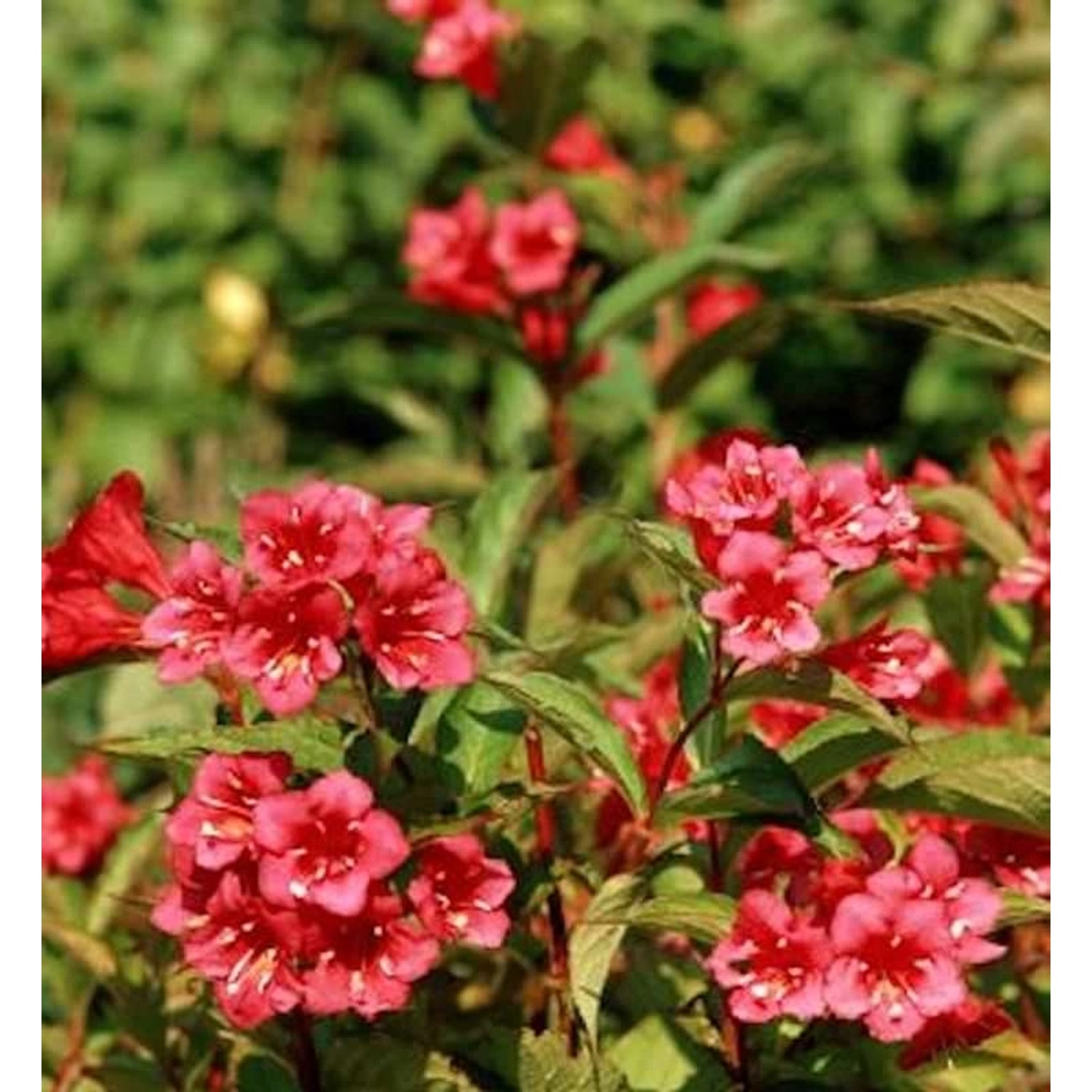 Weigelie Eva Rathke 60-80cm - Weigela günstig online kaufen