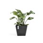 Quadratischer, dunkelgrauer Ecopots Pflanztopf Rotterdam, 50 cm, mit grüner Pflanze.