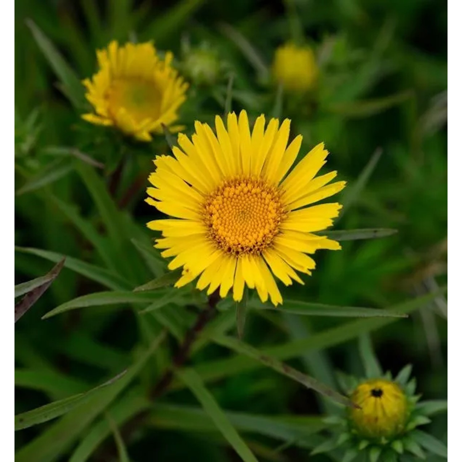 Zwergalant - Inula enisfolia
