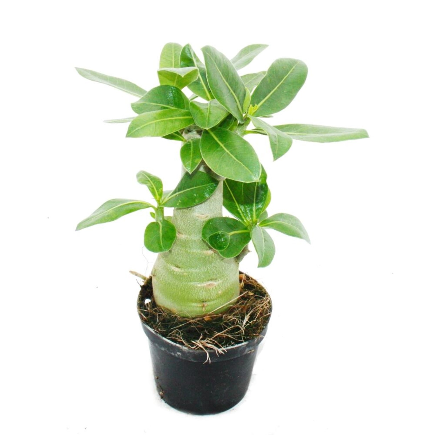 Exotenherz Kleine Wüstenrose Adenium Überraschungsfarbe 9cm Topf