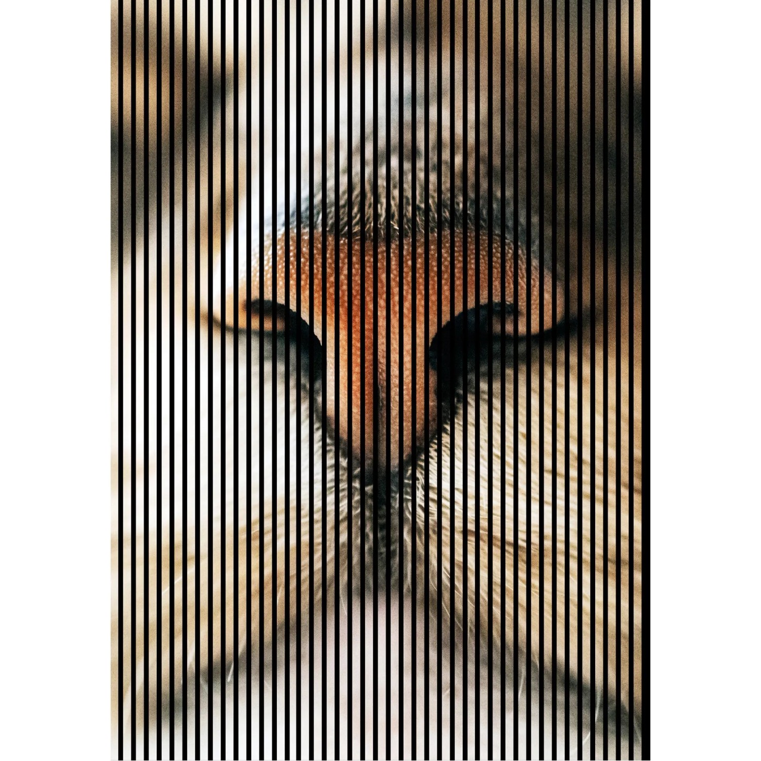 FN Acustico Akustikplatte Cat 1 PET u. MDF Foliert 1.693 x 19 x 2.400 mm