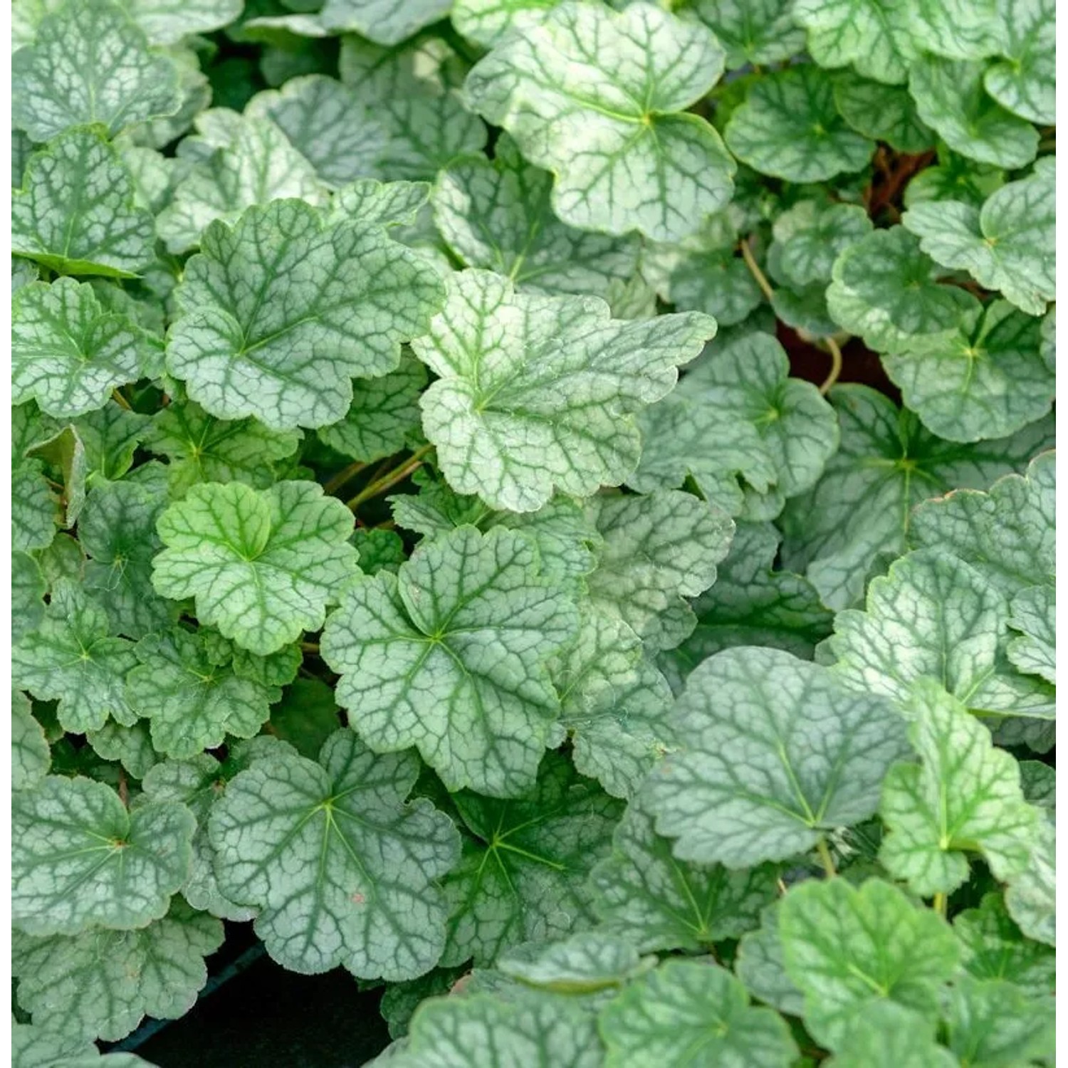 Silberglöckchen Mint Julep - Heuchera cultorum