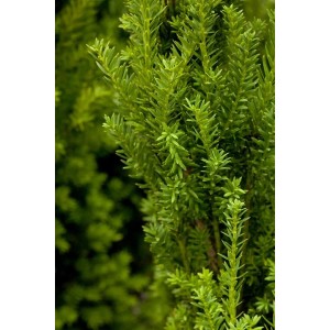 Detailaufnahme der immergrünen Kugel-Eibe Taxus Media Hillii, 80-90 cm hoch.