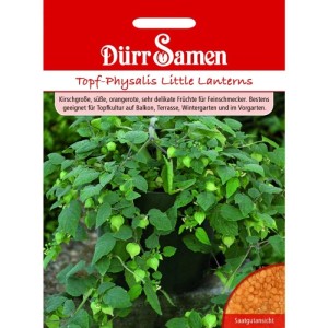 Dürr Samen Topf-Physalis Little Lanterns Saatgut: Grüne Pflanze mit Laternenfrüchten im Topf, dazu Samenansicht.