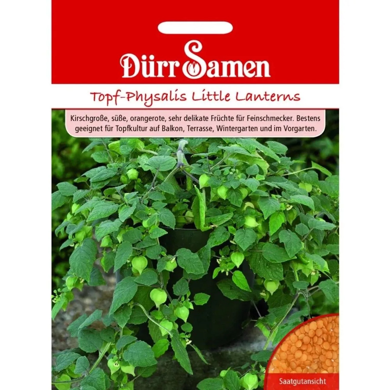 Dürr Samen Topf-Physalis Little Lanterns Saatgut: Grüne Pflanze mit Laternenfrüchten im Topf, dazu Samenansicht.