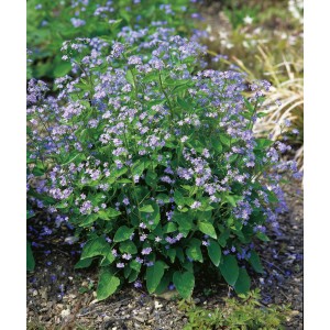 Blühendes Kaukasus-Vergissmeinnicht mit blauen Blüten im Topf, eine schöne Staude für den Garten.