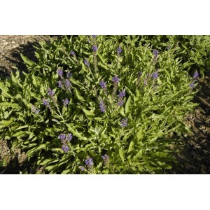 Violett blühender Steppen-Salbei 'Rügen' (Salvia nemorosa) im 2-3 Liter Topf.