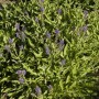 Violett blühender Steppen-Salbei 'Rügen' (Salvia nemorosa) im 2-3 Liter Topf.