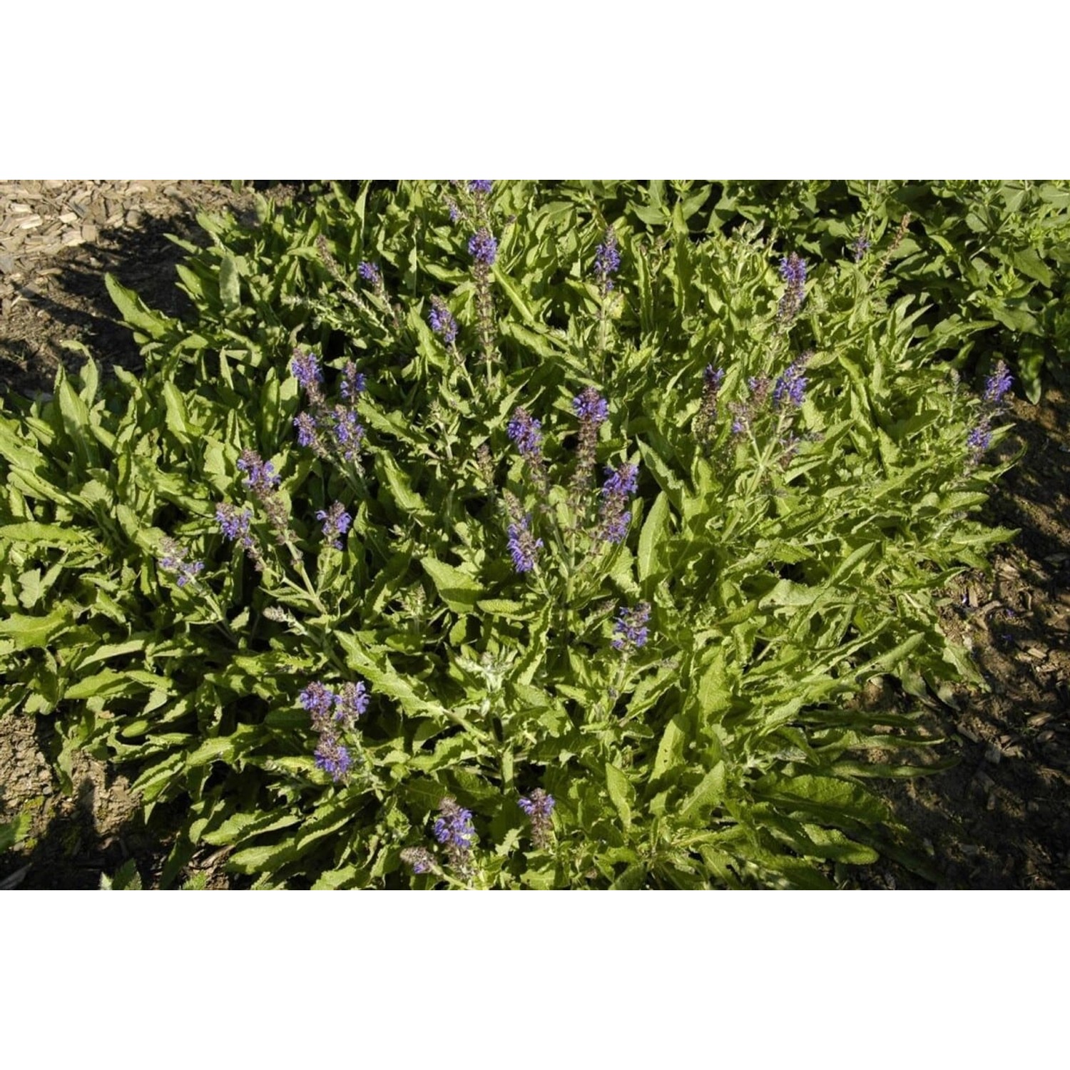 Salvia Nemorosa Rügen Steppen-Salbei 2-3 Liter Container günstig online kaufen